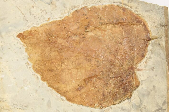 Fossil Leaf (Davidia) - Montana #203560